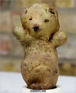 bear potato